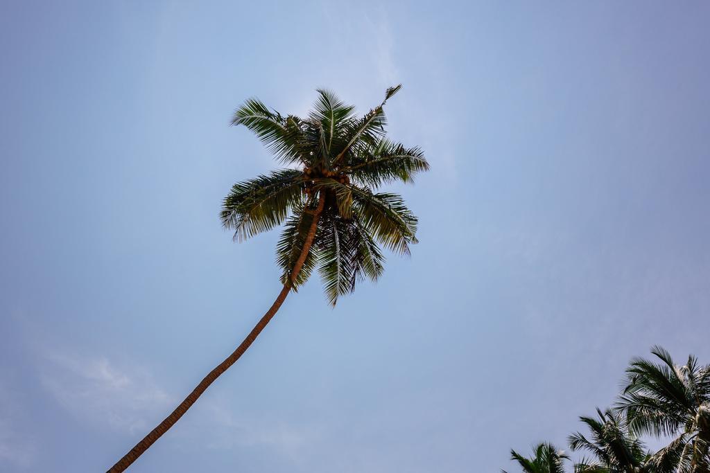 Blue Parrot Beach Villa Ambalangoda  Exteriör bild